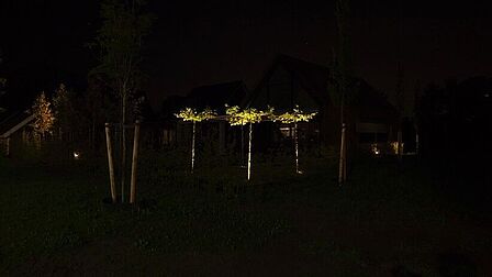 Een tuin, 's nachts, 3 bomen in de tuin worden de hele nacht verlicht