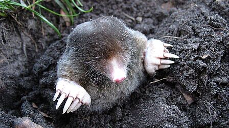 Mol half boven de grond